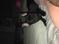 French Bulldog 3 Aylık Blue Gen