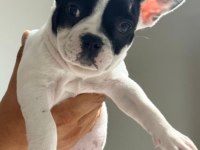 Fransız Bulldog Köpeğimiz İçin Ulaşın