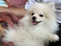 4,5 aylık pomeranian erkek