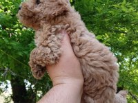 ERKEK POODLE YAVRUM YENİ AİLESİNİ BEKLİYOR