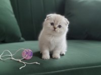 Ayı surat scottish fold