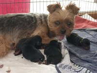 10 Temmuz Doğumlu Orjinal Yorkshire Terrier Yavruları