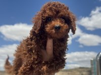 Boy ve kg ram garantili toy poodle yavrularımız