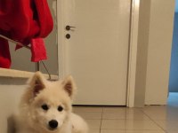 Samoyed 7 aylık dişi karnesi aşıları tam samoyed