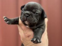 French Bulldog Bebekler