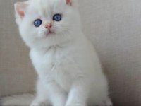 En Sakin Yavrulardan NS1133 British Shorthair 