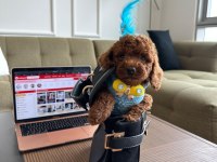 Hiçbir yerde Göremeyeceğiniz Toy poodle Bebekler