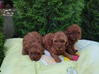 Toy Poodle Yavru Köpekler