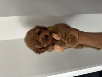 DİŞİ TOY POODLE YAVRULARIMIZ
