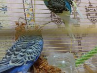 SHOW JUMBO CİFT SAĞLIKLI BAKIMLI KUŞLAR