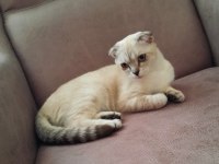 Scottish fold dişi ücretsiz
