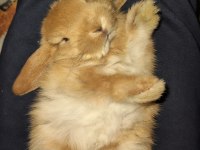 Mini lop orjinal safkan ırk tavşan