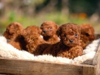 Toy Poodle Yavruları Red Renk Erkek ve Dişi Seçenekleri