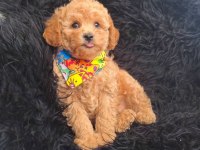 Toy Poodle Köpeği