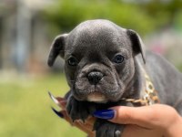 Mini boy erkek bulldog