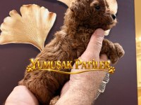SEVİMLİ IRK RED TOY POODLE