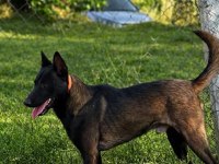Romanya Dark Malinois