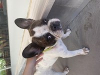 Doby Fransız Bulldog Kızıma Eş Arıyoruz