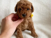 TOY POODLE YAVRULARI