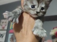 ŞECERELİ DEV PENÇE MAİNE COON POLYDYCTYL