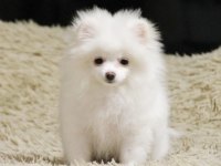 2 aylık pomeranian yavrularım
