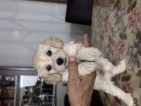 ANTALYADA 48 GÜNLÜK MALTİPOO YAVRULAR