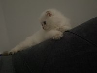 British longhair kedimize yuva arıyoruz