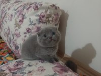 Scottish fold yavrular