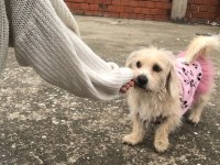 Terrier kırması kızımıza eşlemek için erkek arıyoruz