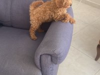Toy poodle kedimiz