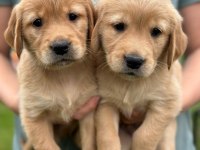Çiftliğin efsane golden retriever yavruları kapıda ödemeli