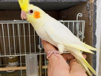 Full Evcil 50 Günlük Lutino Kırmızı Göz Sultan Papağanı