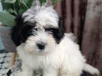 Maltese 5 şivava yavrularımız