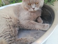 Yetişkin Erkek British Shorthair