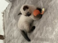 4 aylık erkek british shorthair