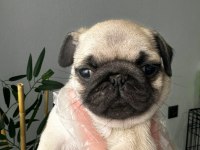 Pug mops üst kalite yavrular