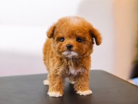OZEL VE GUZEL TOY POODLE BEBEKLERIM