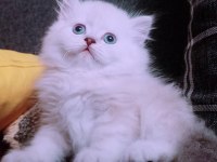 İstanbul içinde ulaşımını sağlıyorum british longhair