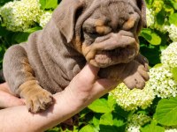 ÜST DÜZEY İNGİLİZ BULLDOG YAVRULAR