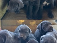 A kalite cane corso yavrularımız yeni yuvasını arıyor