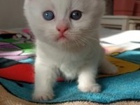 Son Beyaz Ayı Surat British Shorthair Bebeğimiz