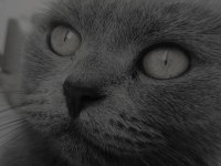 2 yaşında dişi british shorthair Afrodit