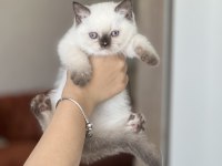 Güzel Surat British Shorthair Red Point