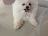 Dişi Pomeranian boo 2 aylık