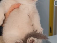 British shorthair yavrumuz
