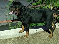 Koca kafa anne babadan iri ve kaliteli rottweiler yavrular