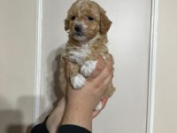 Maltipoo Yavrularımız Erkek/Dişi