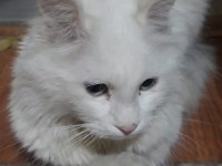 British Longhair 1 Yaşında