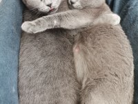 British shorthair anne kız yeni yuvalarını arıyor