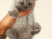 Scottish Fold Yavrular